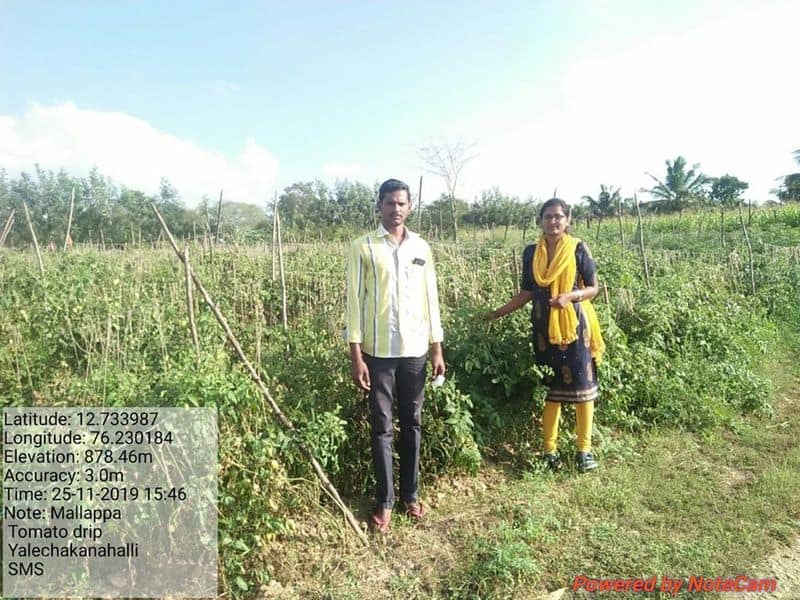 Hassan Young farmer gets Rs 6 lakh profit In 6 acres agriculture