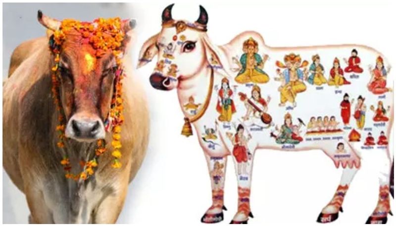 Maharashtra govt announces cow as state official rajmata gomata ckm