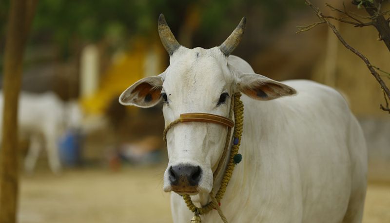 Doctors Successful Cesarean Surgery to Cow in Ranibennur in Haveri District