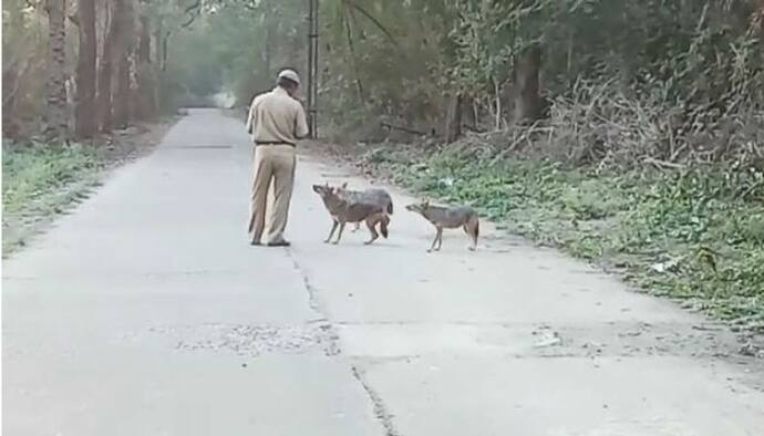 শেয়াল মানুষে অবাক করা বন্ধুত্ব, হিন্দ মোটরের কারখানার আকর্ষণ রুম্পা- ঝুম্পারা