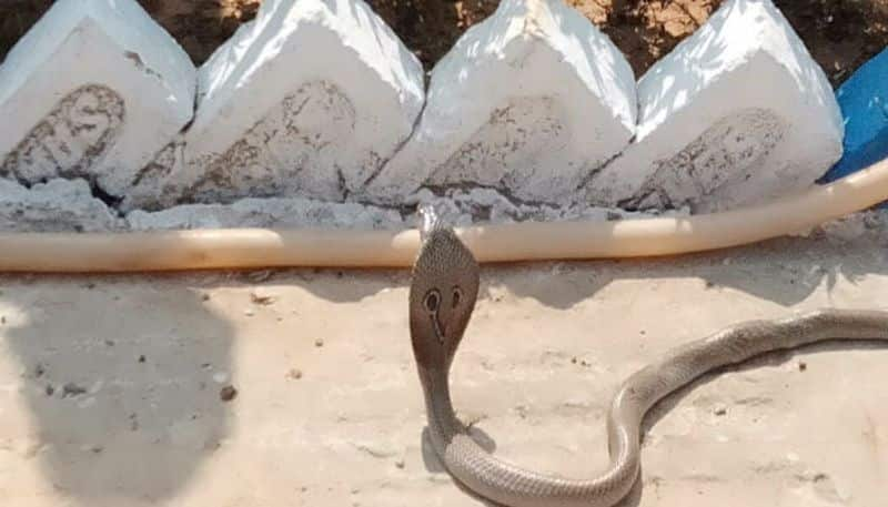 Medical Treatment to Injured Snake in Thirthahalli in Shivamogga district