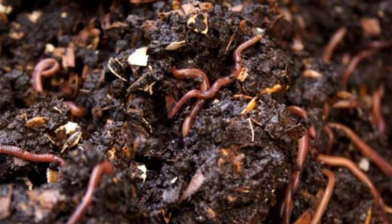 how to make Vermicompost  at home