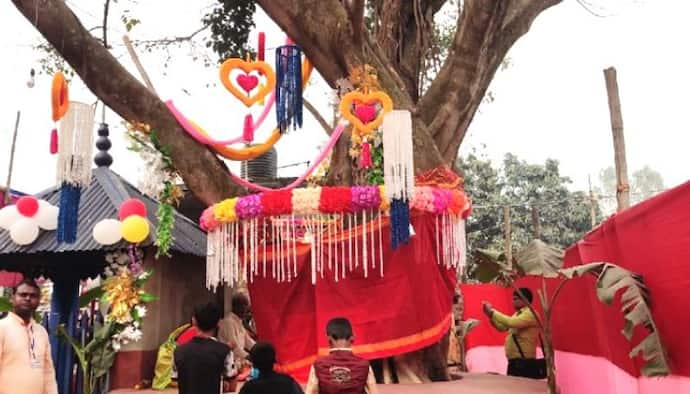 গাছ কাটা রুখতে অভিনব পন্থা,  বটের সঙ্গে পাকুড় গাছের বিয়ে