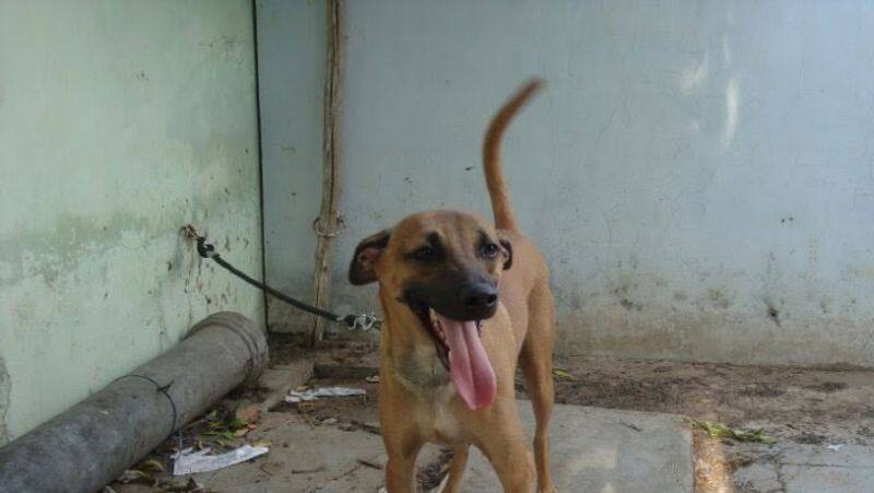 Tamil Nadu Combai Dog Joins CRPF