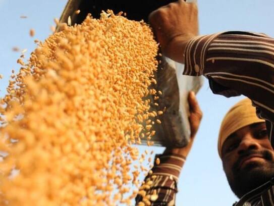 Know how 'gold' is proving black wheat for the farmer