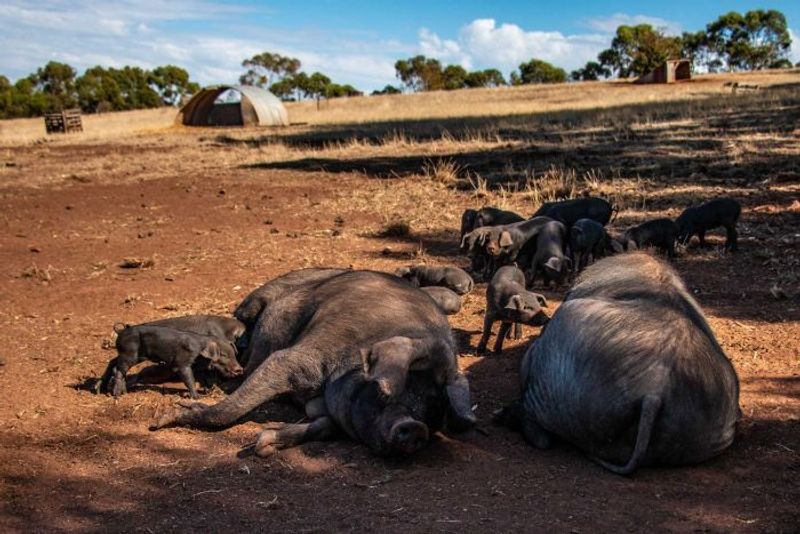 More Than 100 Pigs Dead in Humanabad in Bidar District