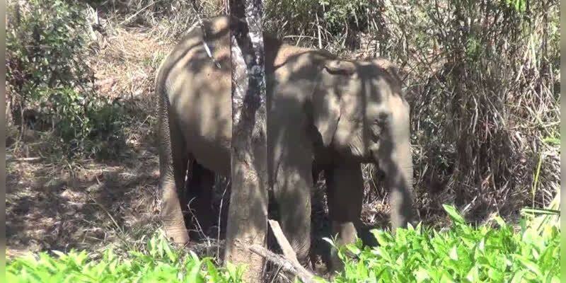 wild elephant roaming near its cub's deadbody