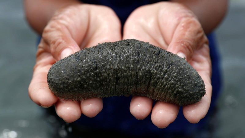 people are dangerously trying to get sea cucumbers as it has high demand hyp 