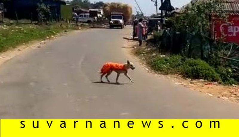 Dog joins padayathre to dharmasthala from Hassan