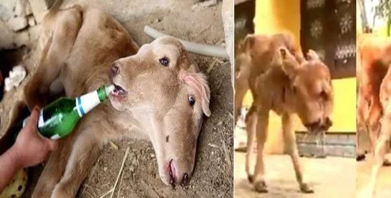 calf born with a miracle appearence in kaniyakumari