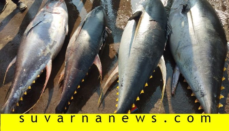 Yellowfin tuna fish caught in fishing net in Karwar