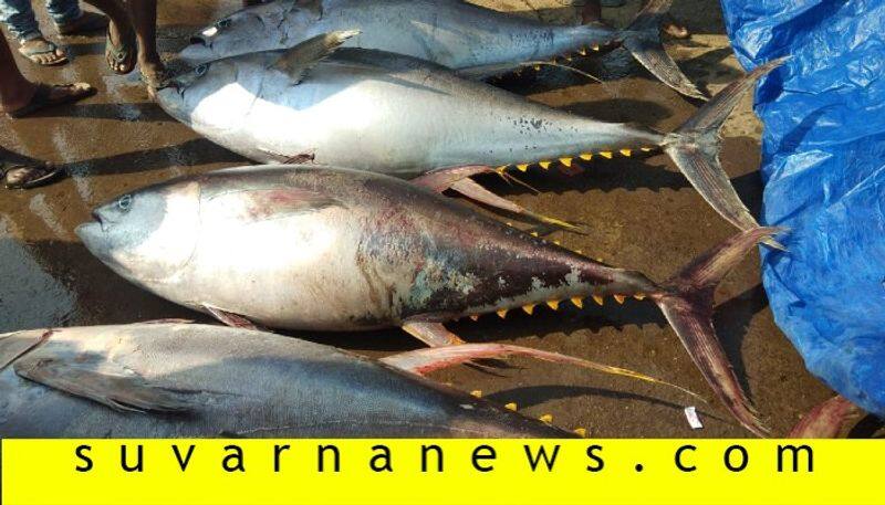 Yellowfin tuna fish caught in fishing net in Karwar