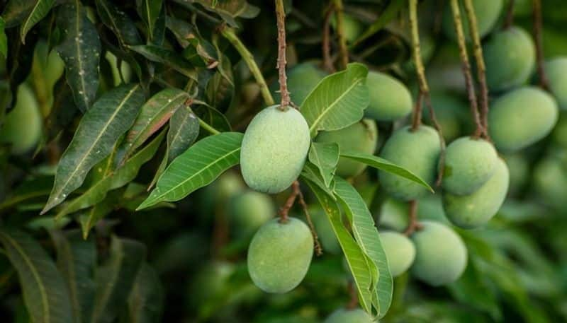 Here Is Some Tips For Mango and cashew growers