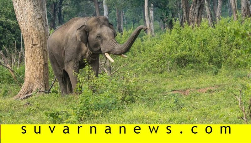 Elephants do not get female elephants for mate in dubare