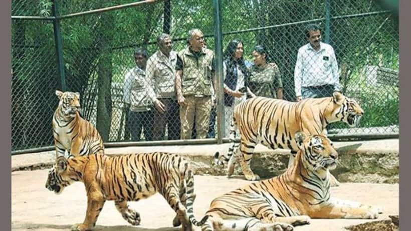 Forest department in thief's hands: Karnataka govt to reduce Bannerghatta’s eco sensitive zone in Bengaluru
