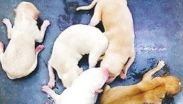 5 puppies rescued from a dog's stomach which died in an accident