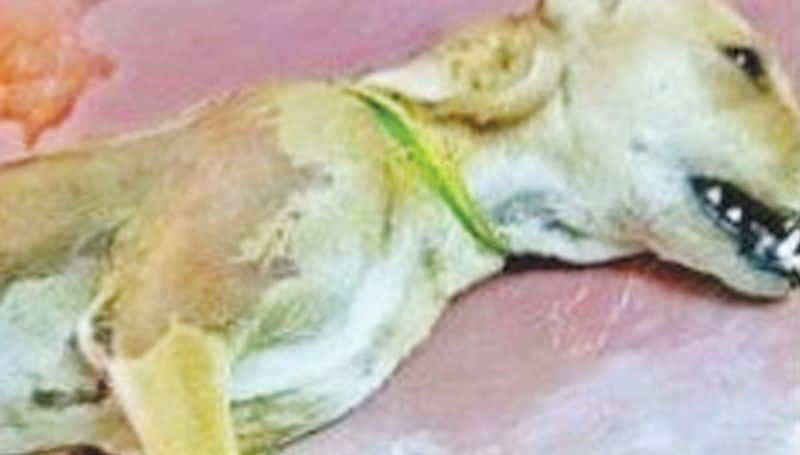 5 puppies rescued from a dog's stomach which died in an accident