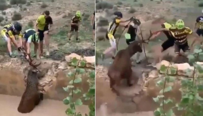 Group of cyclists rescue antelope from ditch in viral video