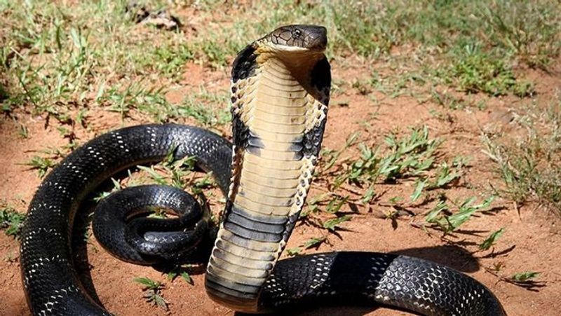 Snake Aravind Catches 15 Feet  King Cobra in Chikkamagaluru