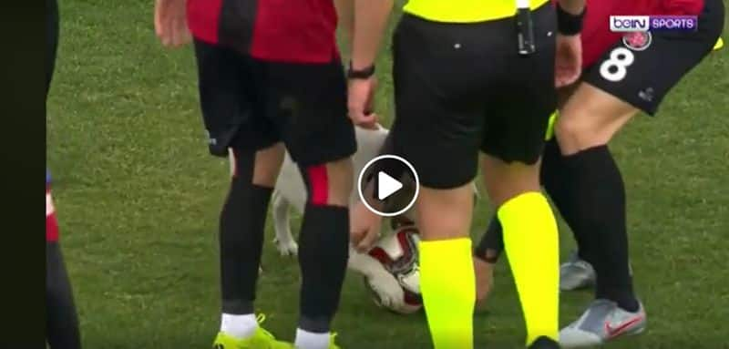 Turkish soccer match paused for an adorable stray dog Video