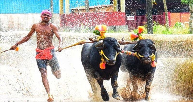 coastal traditional sports Kambala organizers neglected gow