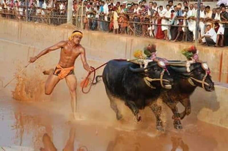 For the first time, Kambala competitions will be held from today at Palace Ground in Bangalore.. Know about these competitions here..ISR