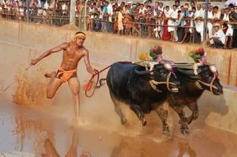 భళా కంబళ.. తొలిసారిగా బెంగళూరులోని ప్యాలెస్ గ్రౌండ్ లో నిర్వహణ.. ఏమిటీ పోటీలు.. ? (ఫొటోలు)