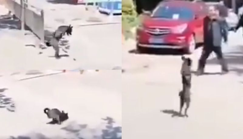 video of two legged dog falling and getting up to cross road viral