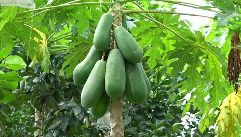 Papaya how to grow and beneficiaries