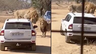 Viral video of lion climbing on top of the car at a safari park is a must watch
