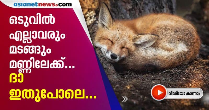 time lapse video of a fox's dead body decaying