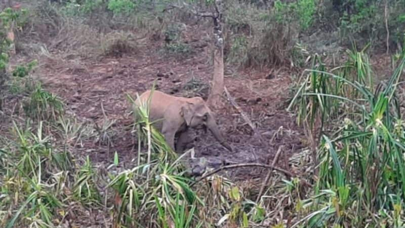 elephant roam near its dead calf for 6th day