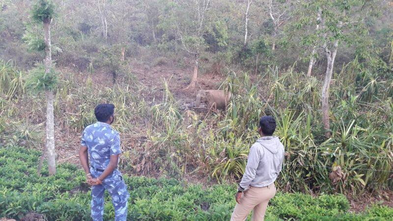 elephant roam near its dead calf for 6th day