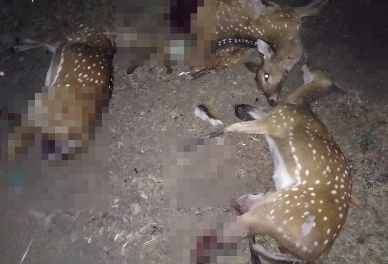 3 deers killed in an accident