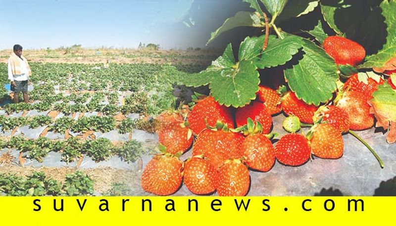 chikkaballapur farmer earns in crore by strawberry cultivatation