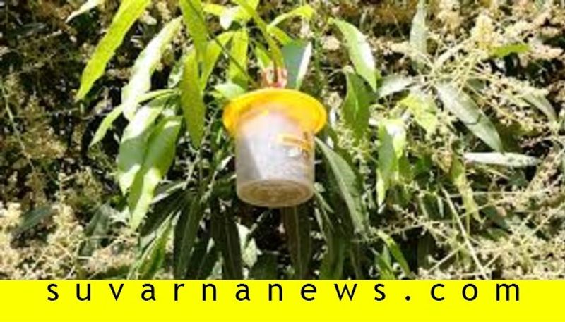 Special net to save mango from Mosquitoes in kolar