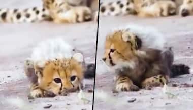 Cheetah cubs learn hunting skills, video loved by internet users