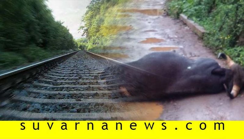 Train Collision to Wild Buffalo in Khanapur in Belagavi District