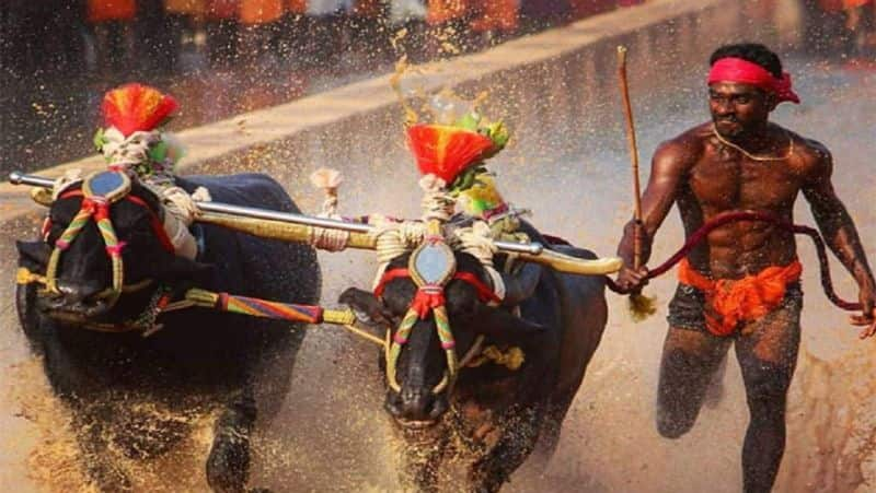 Kambala Buffalo jockey Srinivas Gowda breaks many records