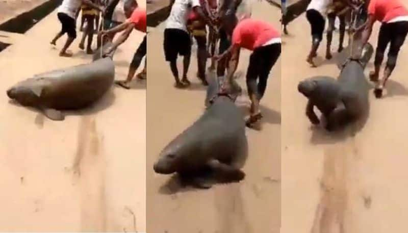 manatee dragged along a dusty road by a group of young men in Nigeria