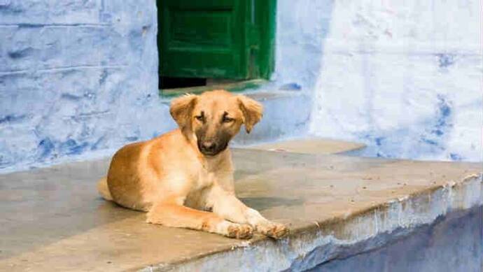 घर में कुत्ता घुसने की मामूली बात शुरू हुआ विवाद, लाठी-डंडे से पीट पीटकर ले ली बुजुर्ग की जान