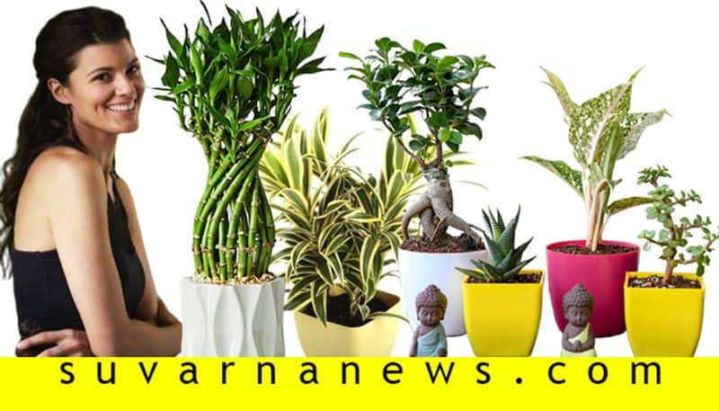 Indoor plants which bring luck according to vaastu