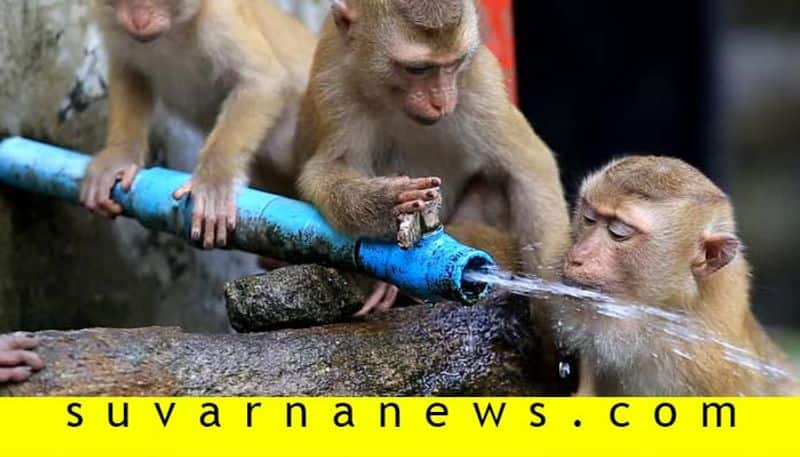 Monkeys Faces Water Problem During Summer Season in Gangavati in Koppal District