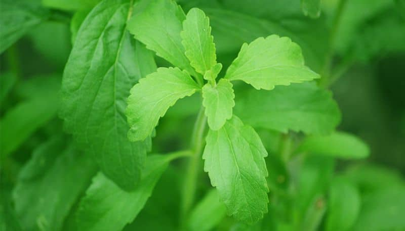 Stevia alternative for sugar?