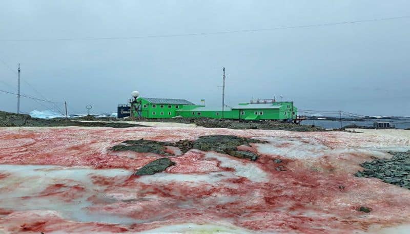 After red, Antarctica's snow is turning green