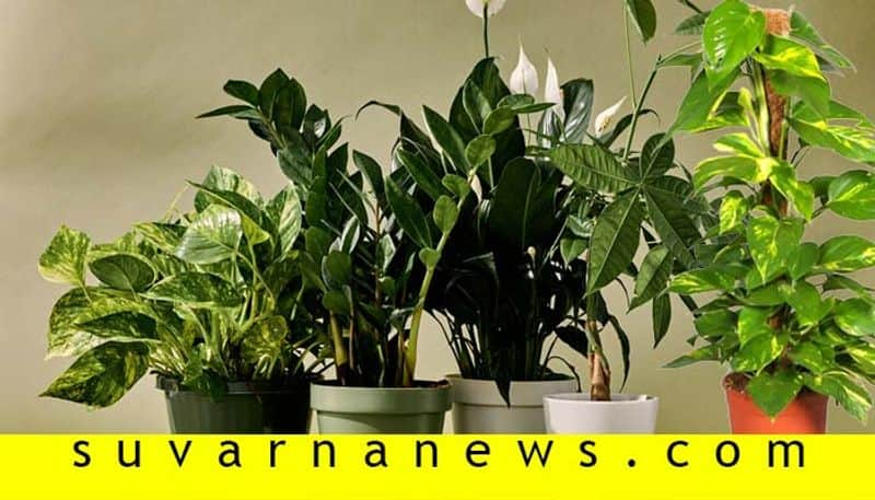 Grow this plants to become rich according to vaastu