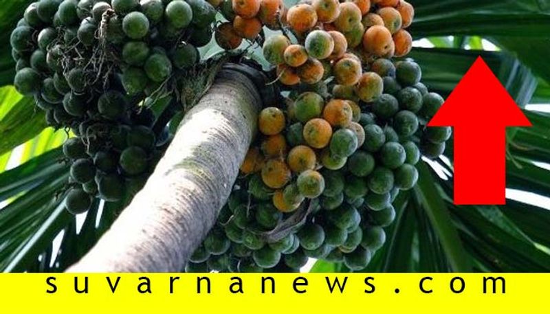 areca nut Business Start with Good  price in Shivamogga after Lockdown