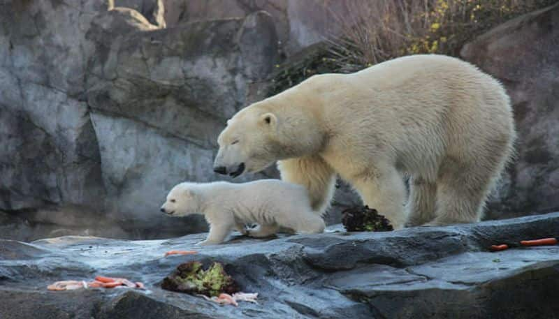 Climate change could wipe out polar bears in 80 years