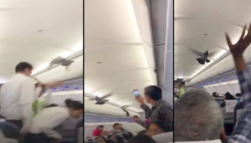 Pigeon-hopping incident on the plane; The video is viral