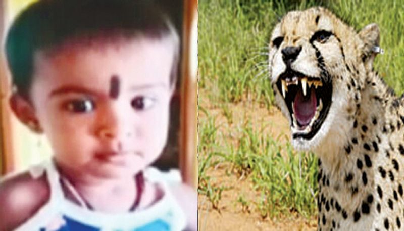 Tumkur 3 year-old killed in leopard attack